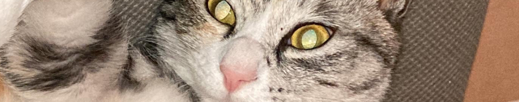 きよぴょんにゃんさんのホーム