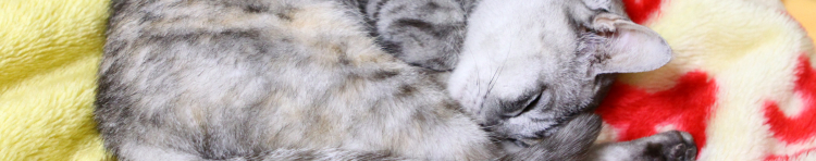 にゃお吉さんのホーム