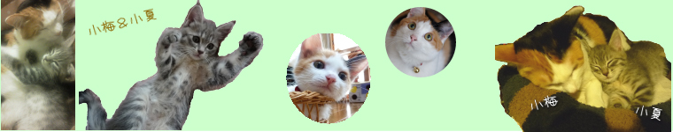 yucchiyさんのホーム