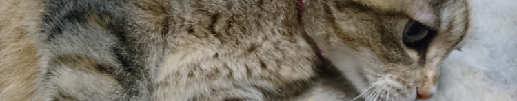 Lulleさんのホーム