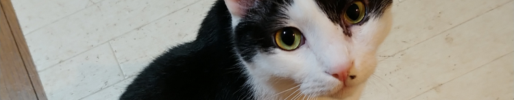 にゃんぐぅさんのホーム