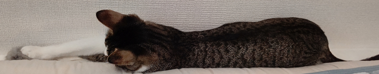 つーれおさんのホーム