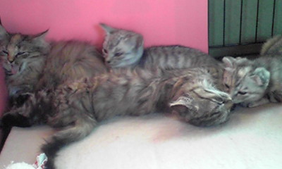 tomatoさんのホーム