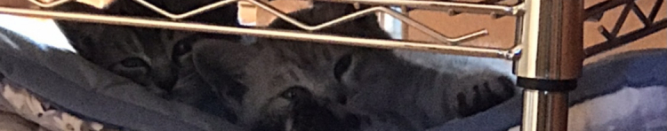 こうしきさんのホーム