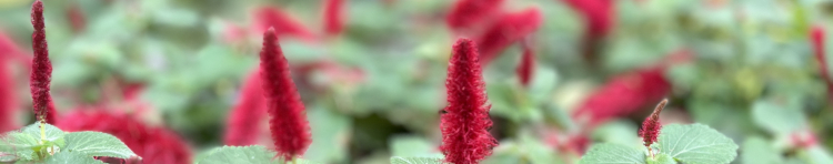 maplecocoさんのホーム