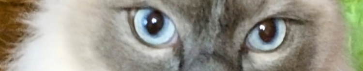 福､凪､虎夏､日向子､陽太さんのホーム