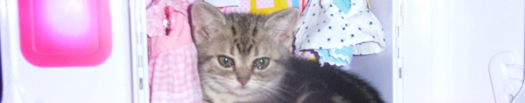 さかなこさんのホーム