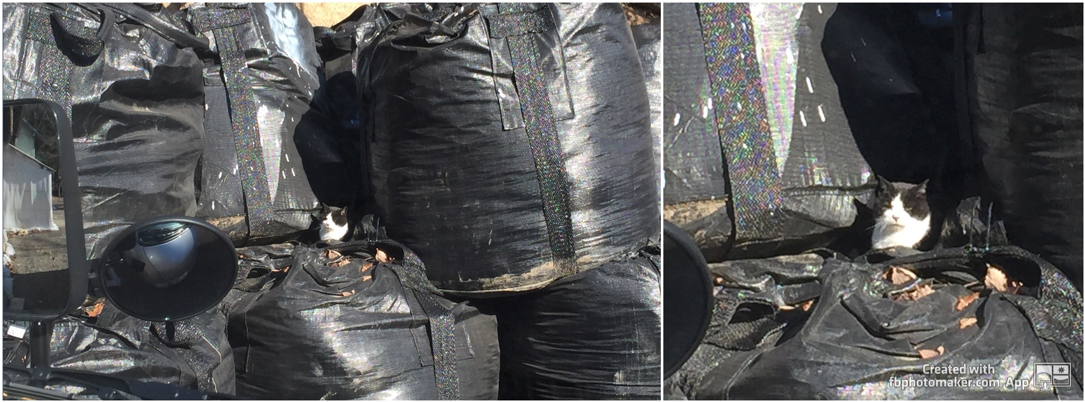 猫騎士さんのホーム