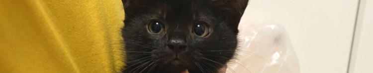 わやちゃんさんのホーム