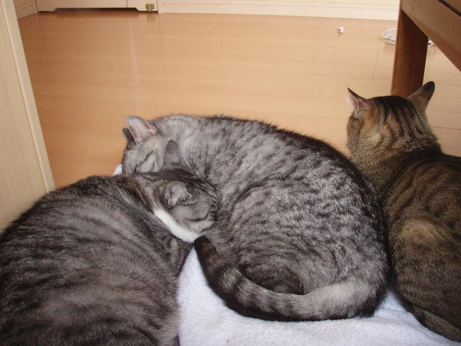 ちみうさんのホーム