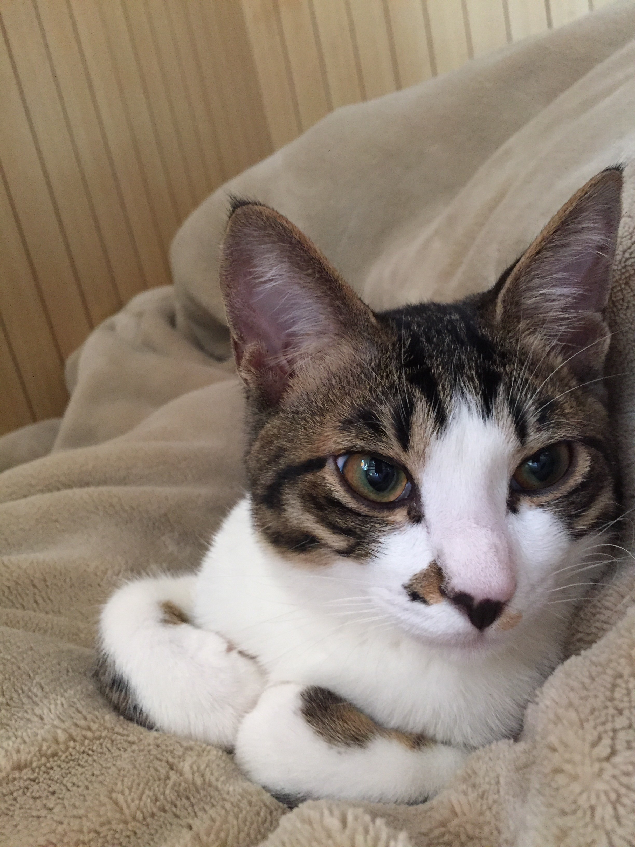 にゃいけるさんのホーム