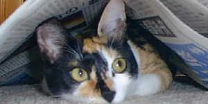 りーふさんのホーム