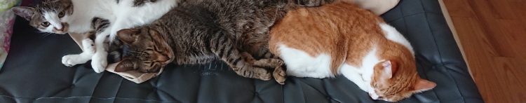 ちゃろの父にゃんさんのホーム