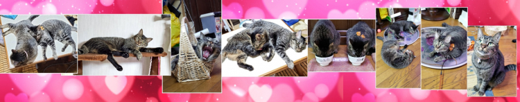 パテさんのホーム