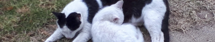 猫丸社長さんのホーム