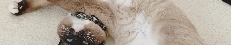 サドルれすさんのホーム