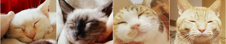 キリナナさんのホーム