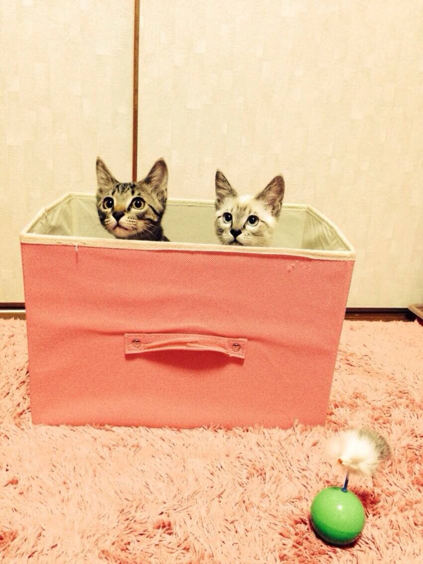 ねこむすめ1018さんのホーム