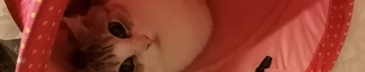 きざみのりさんのホーム