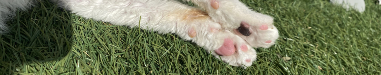 Go To 猫さんのホーム