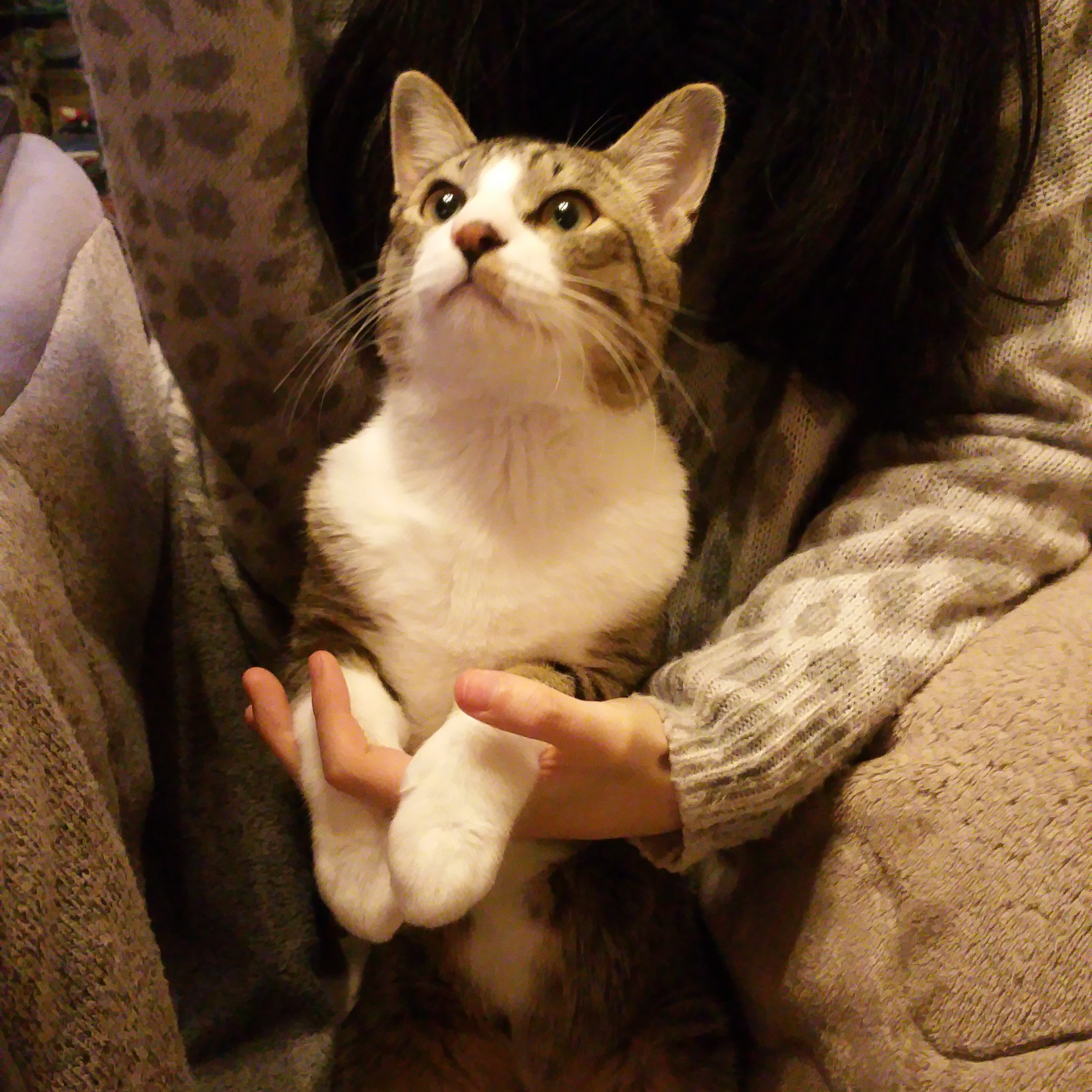 にこみんさんのホーム