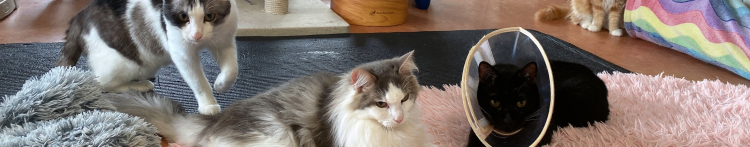 保護犬猫情報発信センターラフスペースさんのホーム