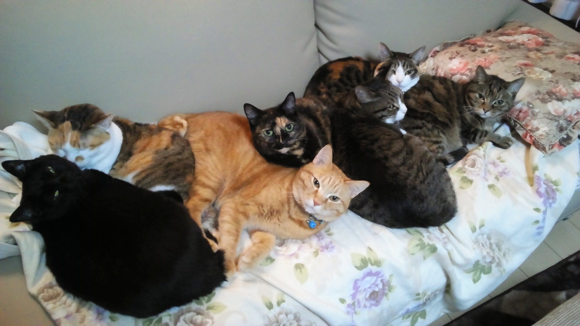 あかねころさんのホーム