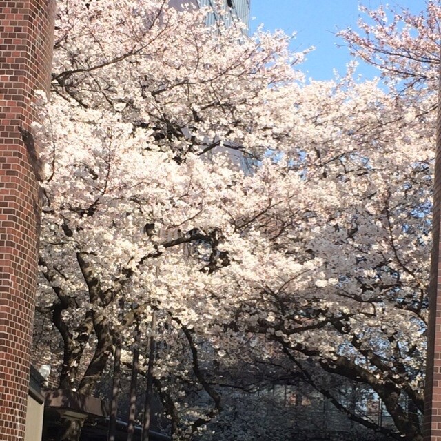 yolicoさんのホーム