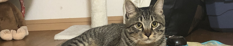 しもたんさんのホーム