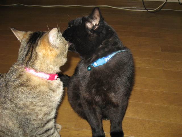 ちーにゃんさんのホーム