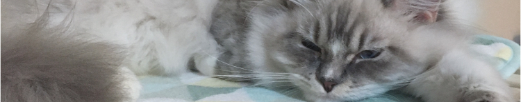 ピスタチオマカロンさんのホーム