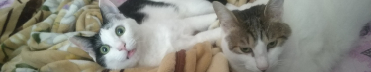 うずらママさんのホーム