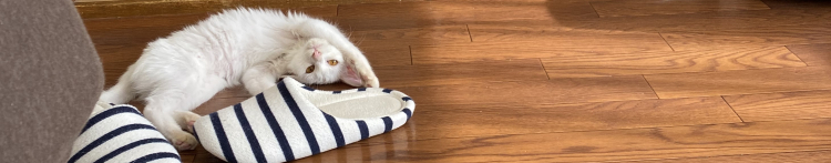 まるどりさんのホーム