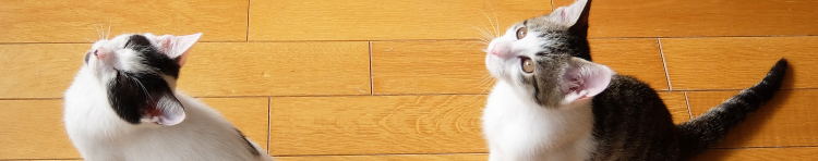 ねこっぱち!さんのホーム