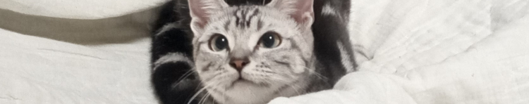 華猫さんのホーム