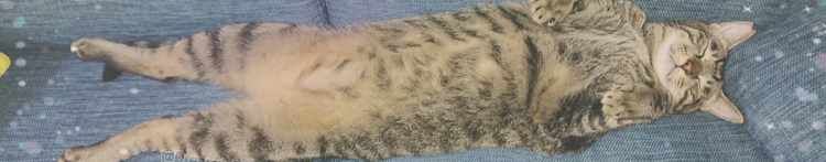 ピッとらさんのホーム