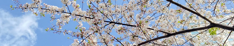 イカ丸さんのホーム