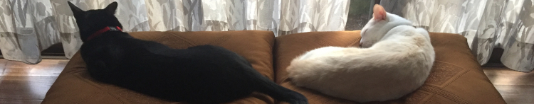 ゆぱさんのホーム