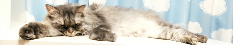 大阪ココちゃんさんのホーム