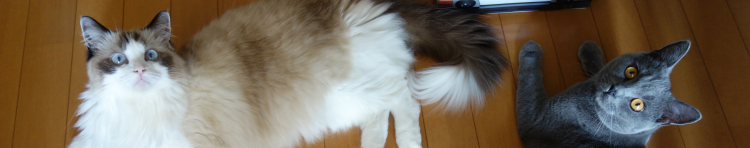 ちょいちょいさんのホーム