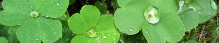 shinovineさんのホーム