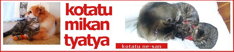 コタツねーさんさんのホーム