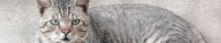 保護猫の里さんのホーム