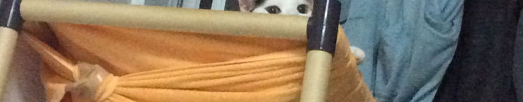 ねこ*2クロちゃんさんのホーム