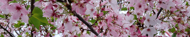 RO-ROさんのホーム