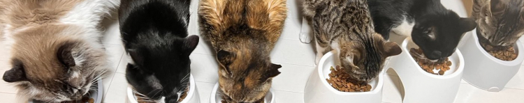 たまくんさんのホーム