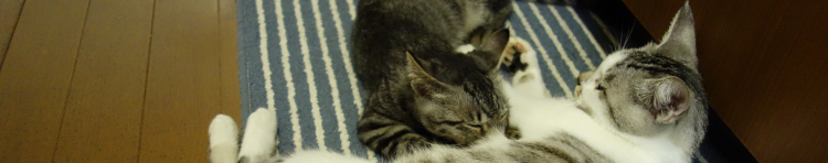 ハコフグさんのホーム