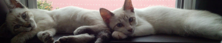 イチマルれんさんのホーム