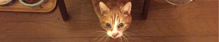 コジトラさんのホーム