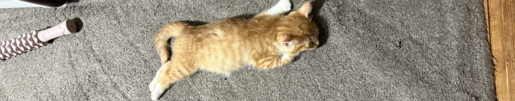 らむろむりむさんのホーム